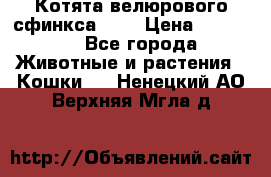 Котята велюрового сфинкса. .. › Цена ­ 15 000 - Все города Животные и растения » Кошки   . Ненецкий АО,Верхняя Мгла д.